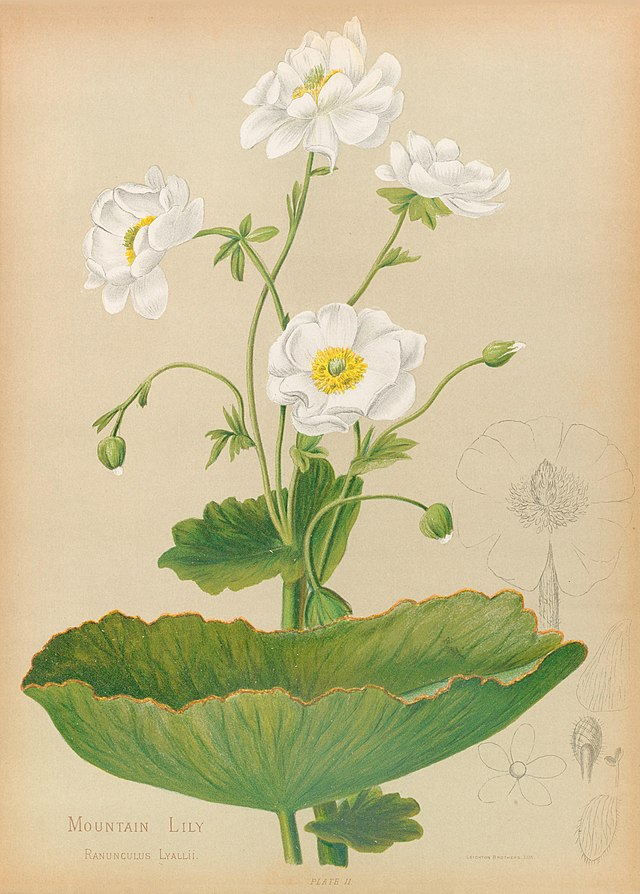 🌿 The Art of Packaging: Honouring Aotearoa’s Women and Wild Beauty