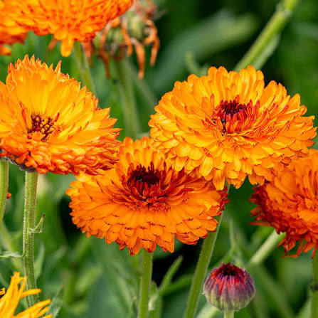 Calendula