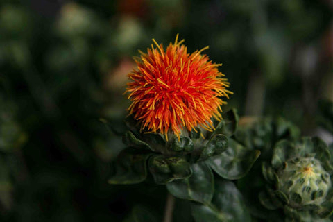 Safflower