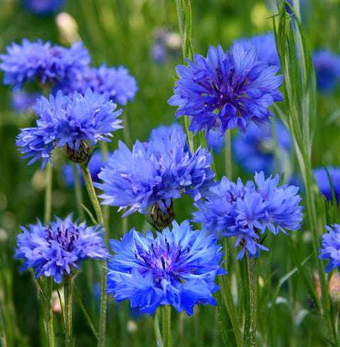 Blue Mallow