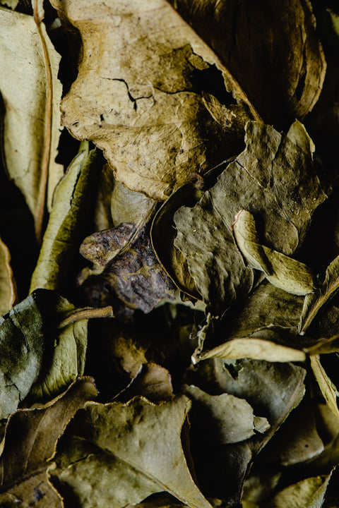Makrut Lime Leaf